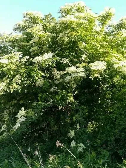 Plantes médicinaleswebp