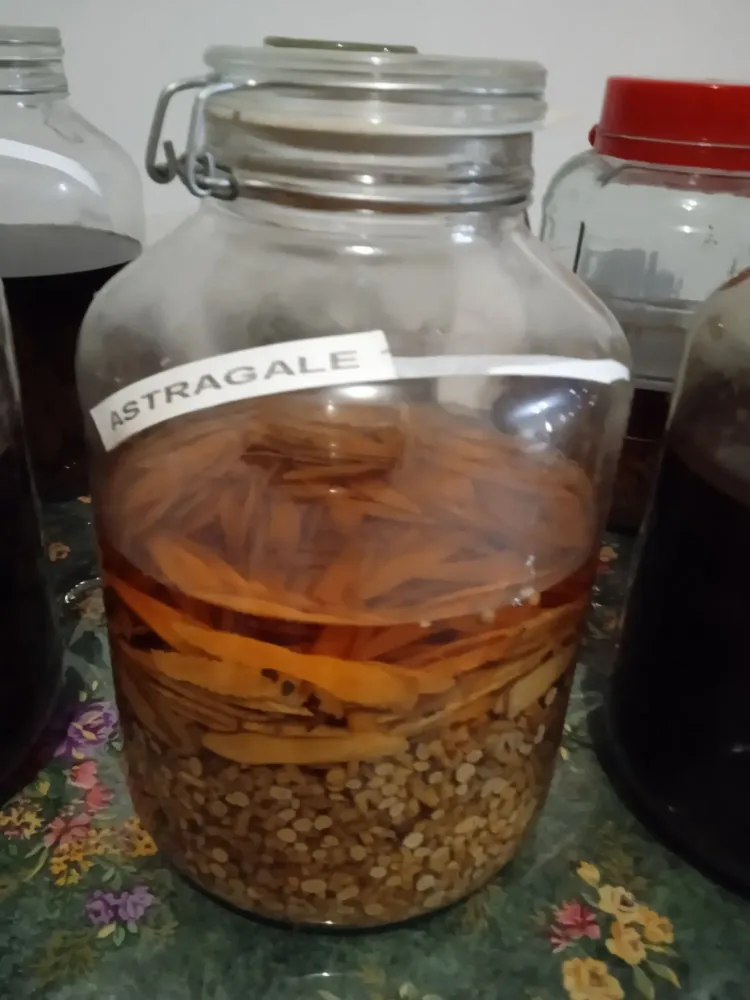 Astragale