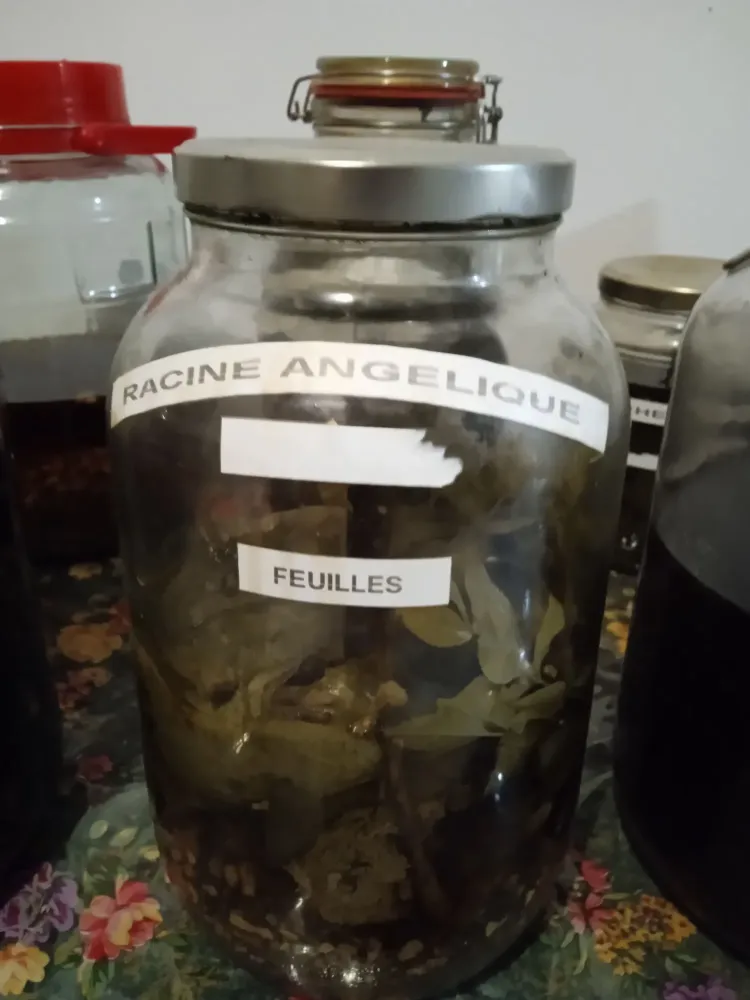 Racine Angelique